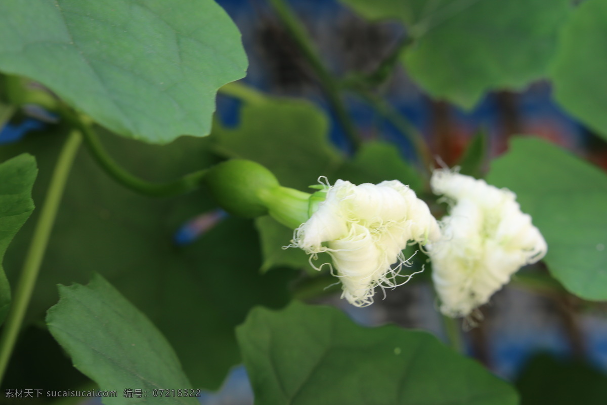 瓜蒌花儿 栝楼 花儿 花朵 花卉 植物 花草 攀缘草本 花卉大观园 生物世界