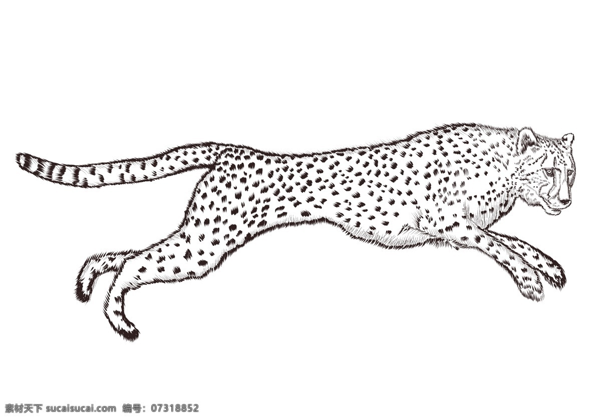 手绘 素描 动物 线 稿 精美 手绘动物 插画 线稿 线稿动物 非洲动物 简笔画 铅笔画 矢量素材