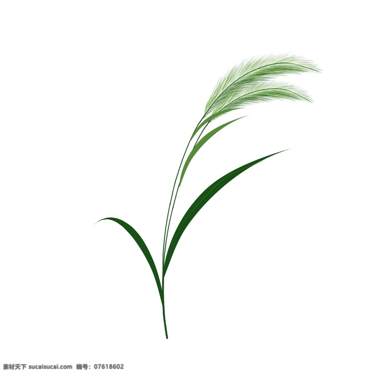 原创 狗尾巴草 绿色 手绘 植物 元素 手绘风 植物元素 小清新植物