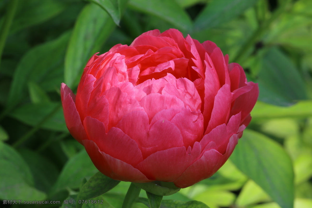 芍药花 芍药 将离 离草 花卉 花儿 花骨朵 花草 植物 园林绿化 绿化景观 花朵 花蕊 芍药牡丹 生物世界