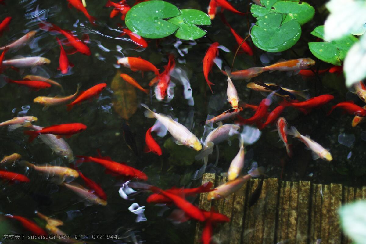 海底世界 海底 珊瑚 海龟 热带鱼 咸水鱼 海洋生物 海洋景观 鲸鱼 鲨鱼 乌龟 鲤鱼 钓鱼 金鱼 锦鲤 大海 海鱼 海洋馆 海洋世界 海洋 海底总动员 海豚 海底背景 海洋背景 水族馆 水族世界 深海鱼宫 水下世界 海底鱼 海洋鱼 海底生物 鱿鱼 鱼群 虾 水母 海马 河鱼 观赏鱼 生物世界 其他生物