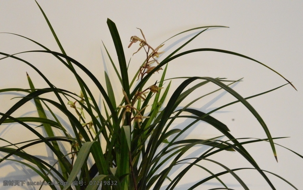 建兰 剑叶兰 八月兰 花朵 花儿 国兰 植物 兰科 花卉 花草 观赏花卉 绿化景观 蝴蝶兰兰花 生物世界