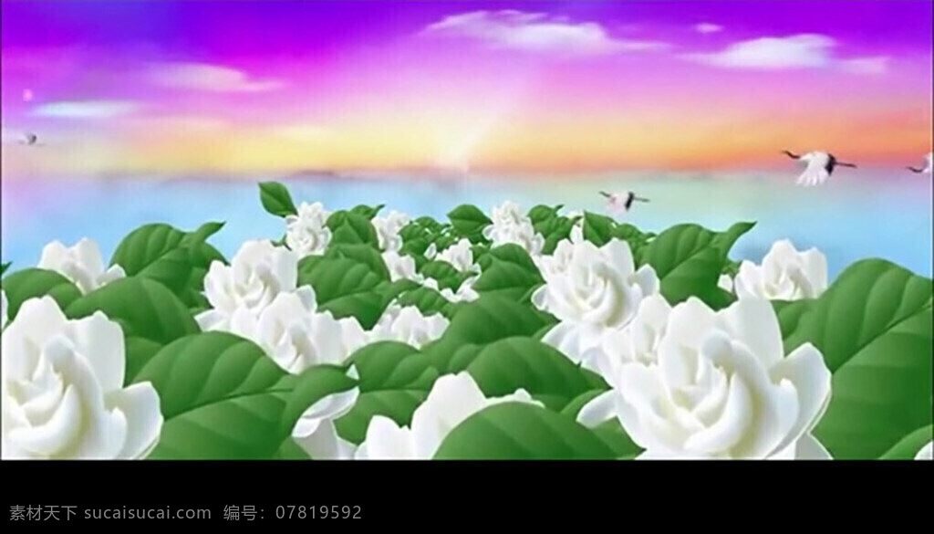 绚丽视频背景 影视制作 led模板 影视素材 片头 梦幻花朵 mov 黑色