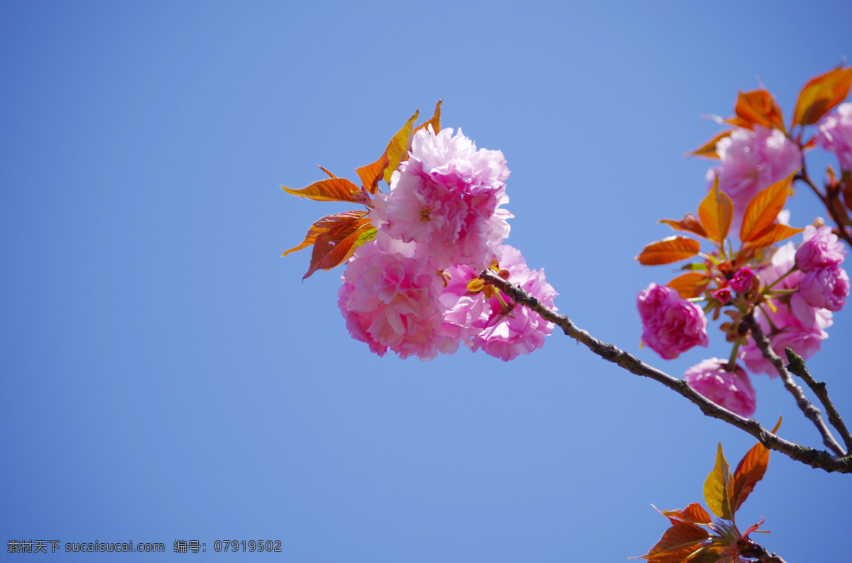 樱花枝条 樱花素材 日本樱花 仰拍樱花 自然景观