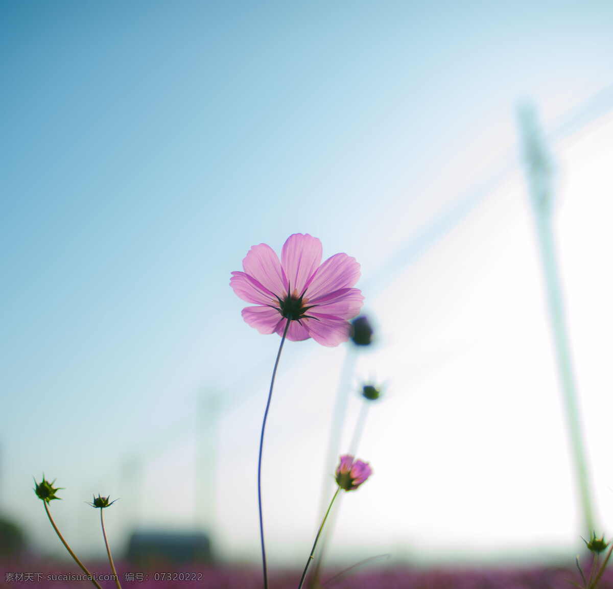粉红色的花朵 开花植物 花 植物 花瓣 花卉 天空 cc0 公共领域 大图 生物世界 花草
