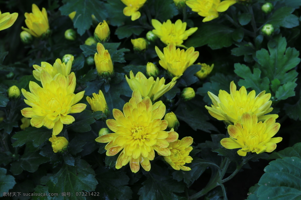 观赏花卉 秋菊 园艺 花卉素材 寿客 金英 黄华 陶菊 花卉 花儿 花草 花朵 花瓣 花蕊 菊菊花 生物世界