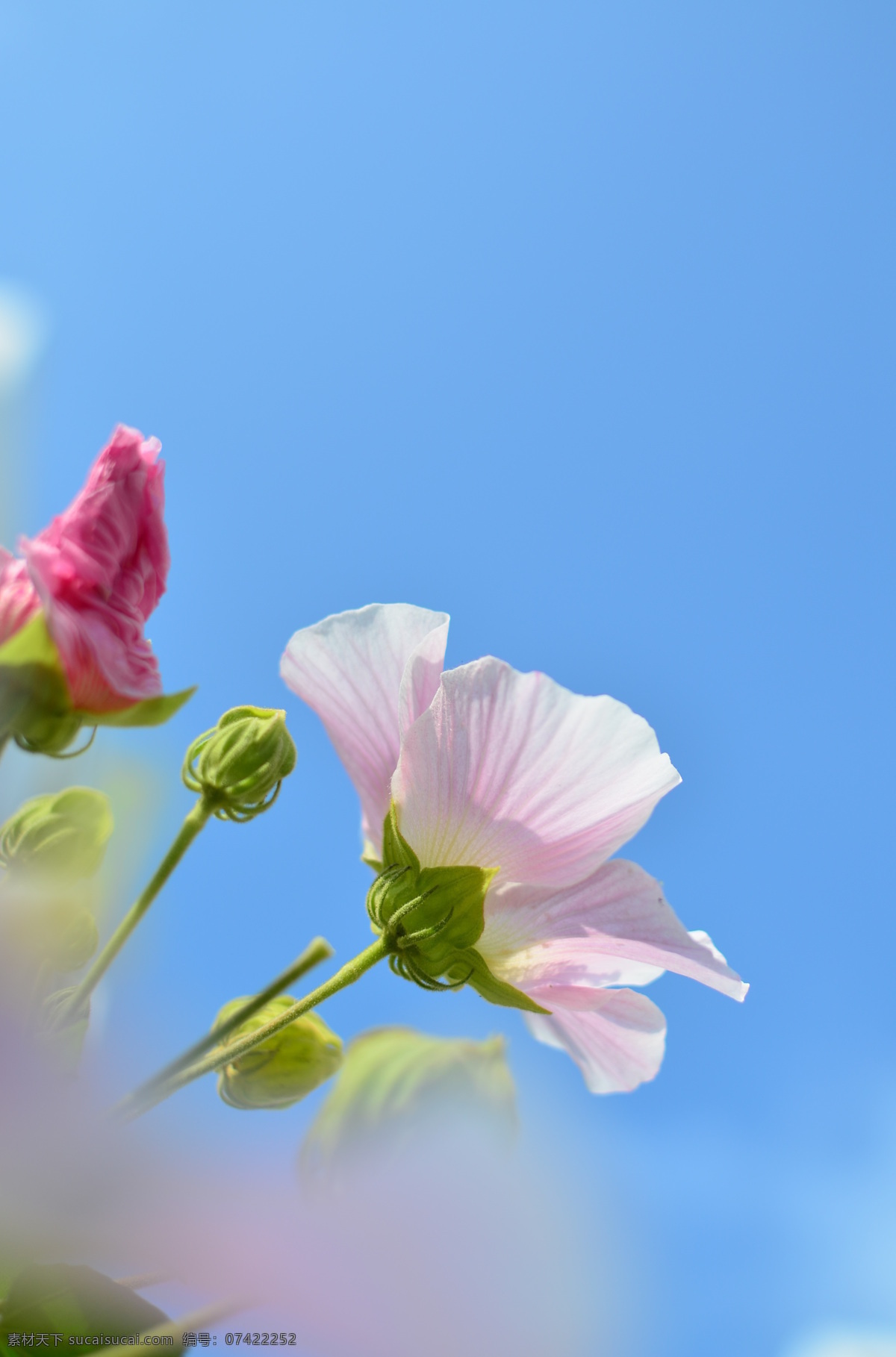木芙蓉 粉色 花瓣 花苞 蓝天 花朵 花草 生物世界
