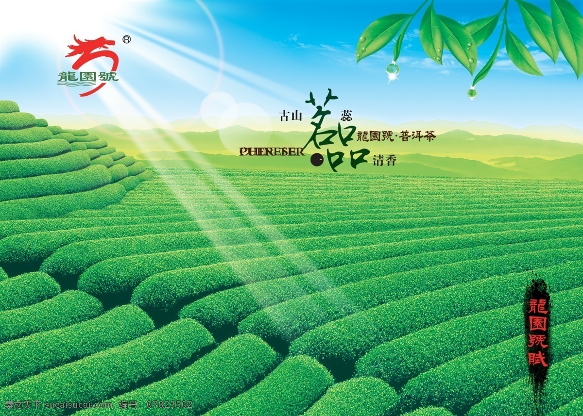 茶叶 茶山 铁观音 阳光 绿 招贴设计