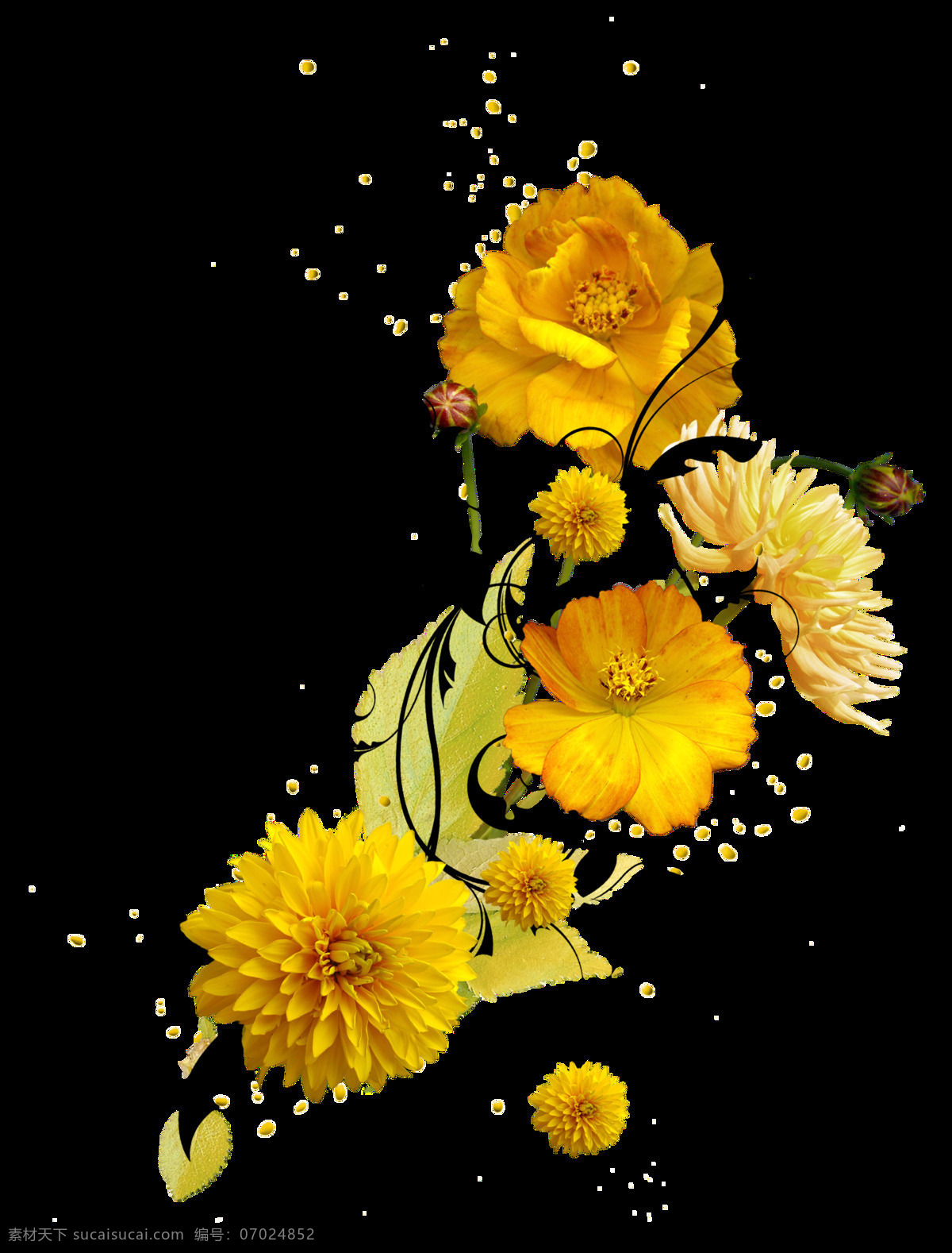 高贵感 手绘 多样 花卉 透明 菊花 玫瑰花 黑色 黄色 透明素材 免扣素材 装饰图片