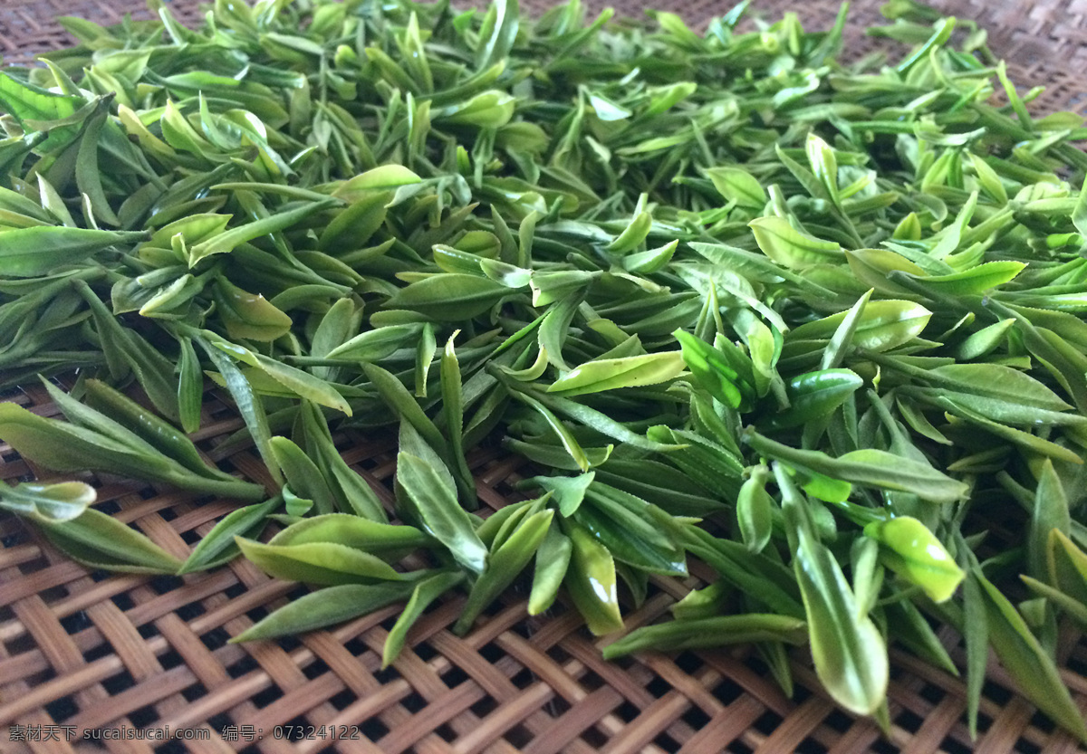 刚采摘的茶叶 绿色 新鲜 采摘 叶子 茶叶 嫩芽 生物世界 树木树叶
