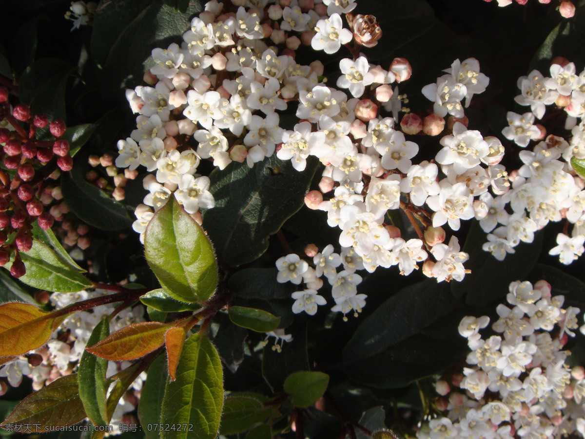 米 桂花 白色花 花草 花蕾 绿叶 生物世界 米桂花 白色花心 矢量图 日常生活