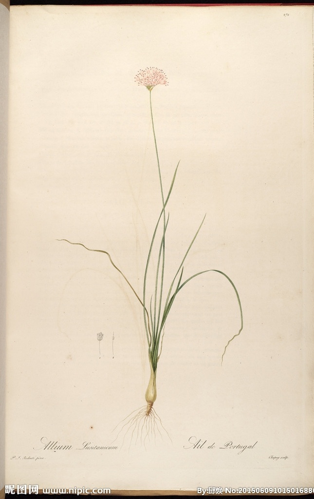 大师的花卉 皮埃尔 约瑟夫 雷杜德 植物图 redoute choix des plus belles fleurs 手绘兰花 植物图谱 装饰画 无框画 手绘插画 花卉 蝴蝶 鲜花 手绘花纹 精美花纹 兰花贴图 简洁 移门设计 彩色花朵 手绘设计 手绘花朵 花纹素材 生物世界 花草