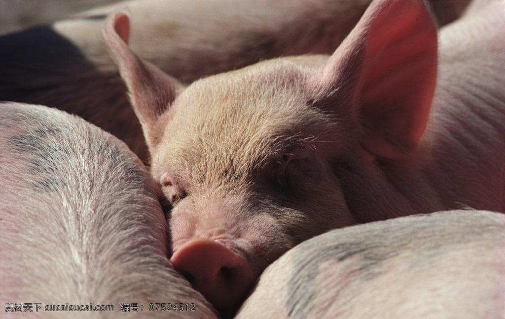 猪 猪圈 养猪场 动物 白猪 快乐农场 生物世界 家禽家畜
