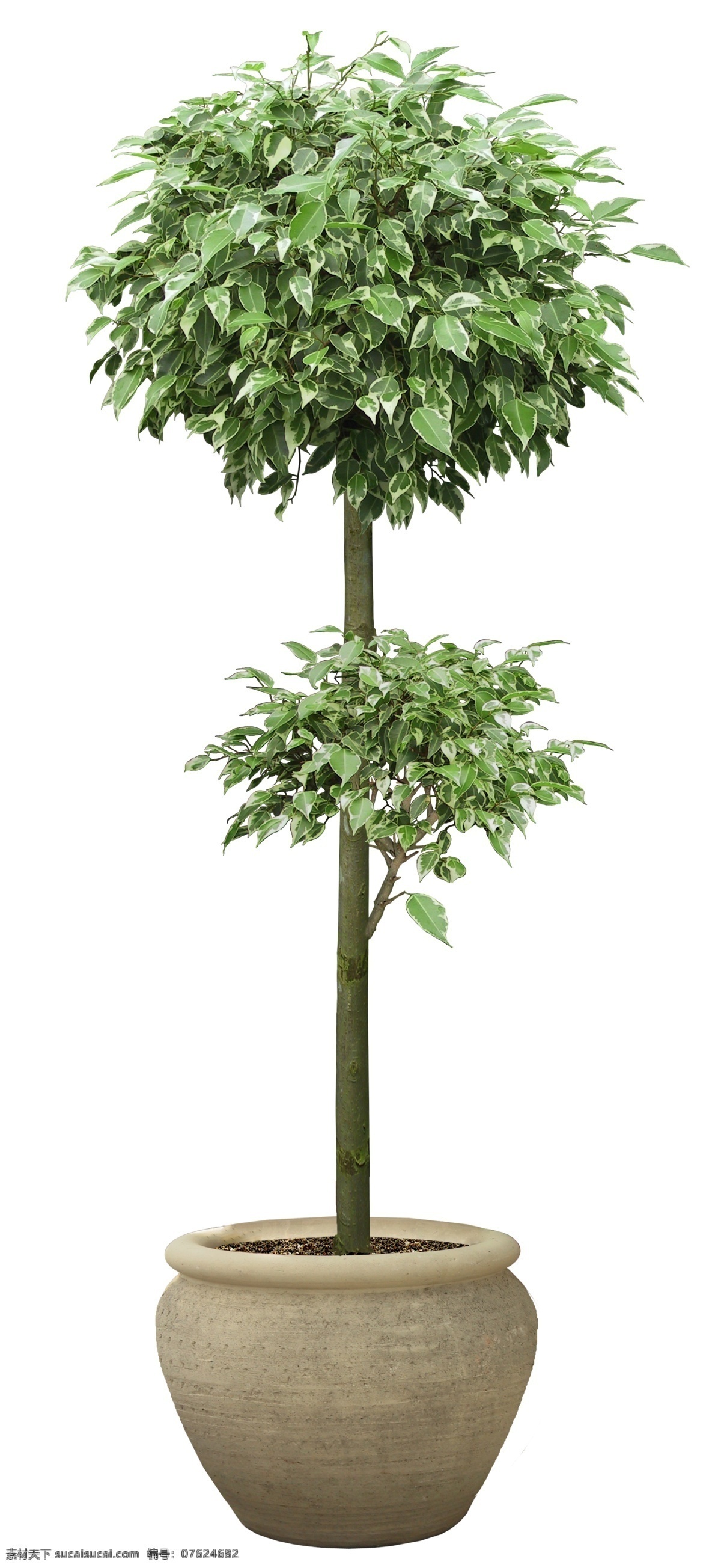 盆栽 花草 花卉 ps层次 绿色植物