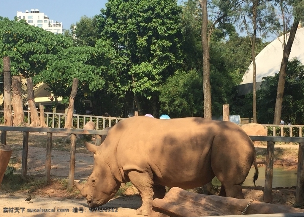 犀牛 风景 绿 树 天 云 旅游 旅游摄影 国内旅游