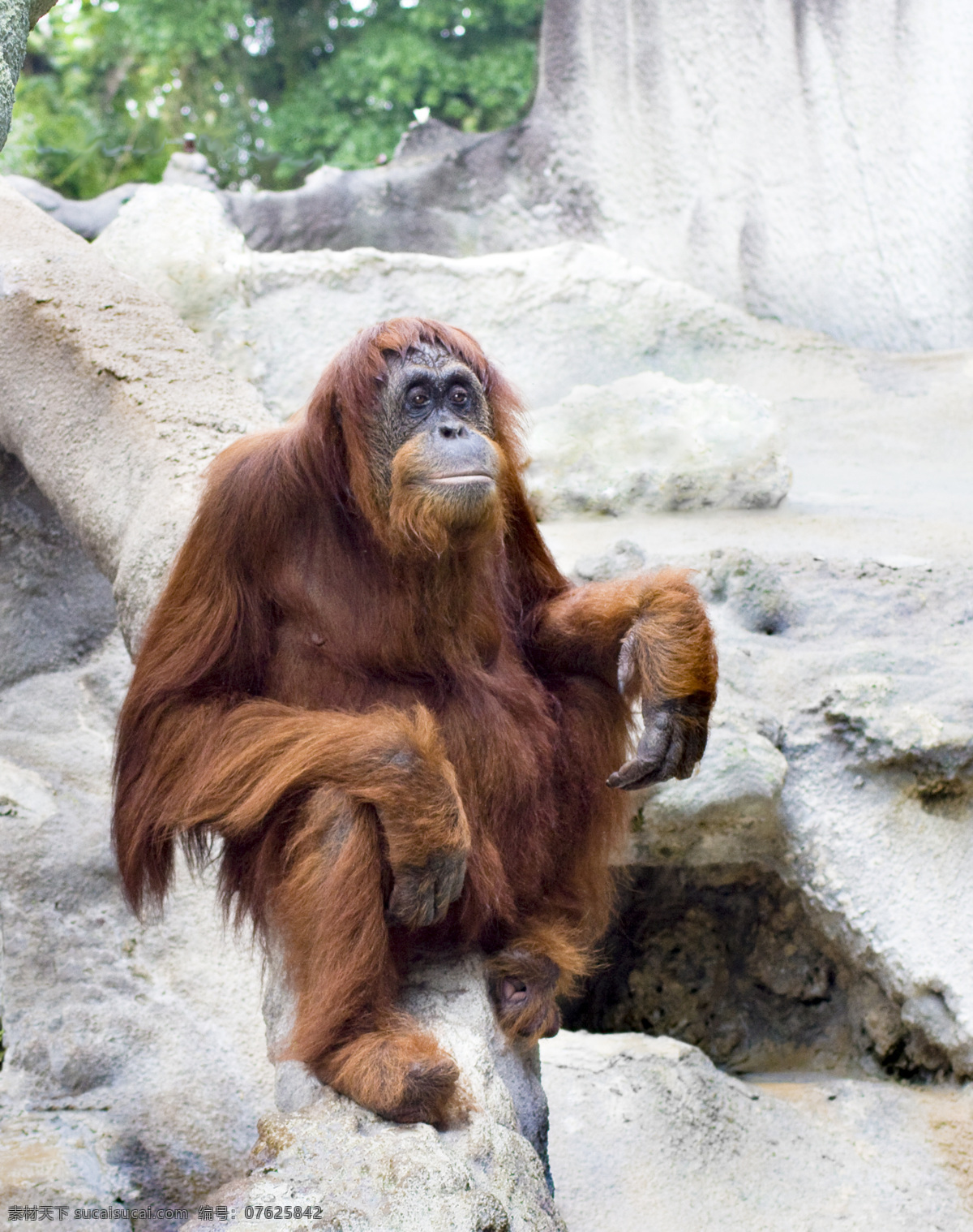坐在 石头 上 猩猩 类人猿 动物 野生动物 动物世界 陆地动物 动物摄影 生物世界