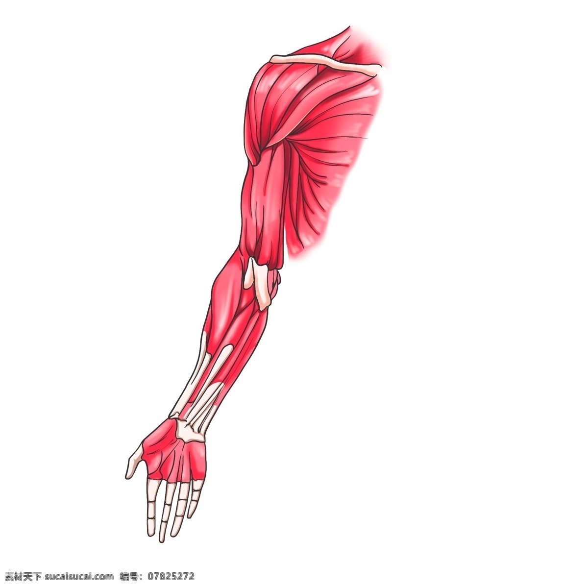 人体 器官 手臂 插画 人体器官手臂 红色的手臂 漂亮的手臂 手臂装饰 手臂插画 立体手臂 卡通手臂