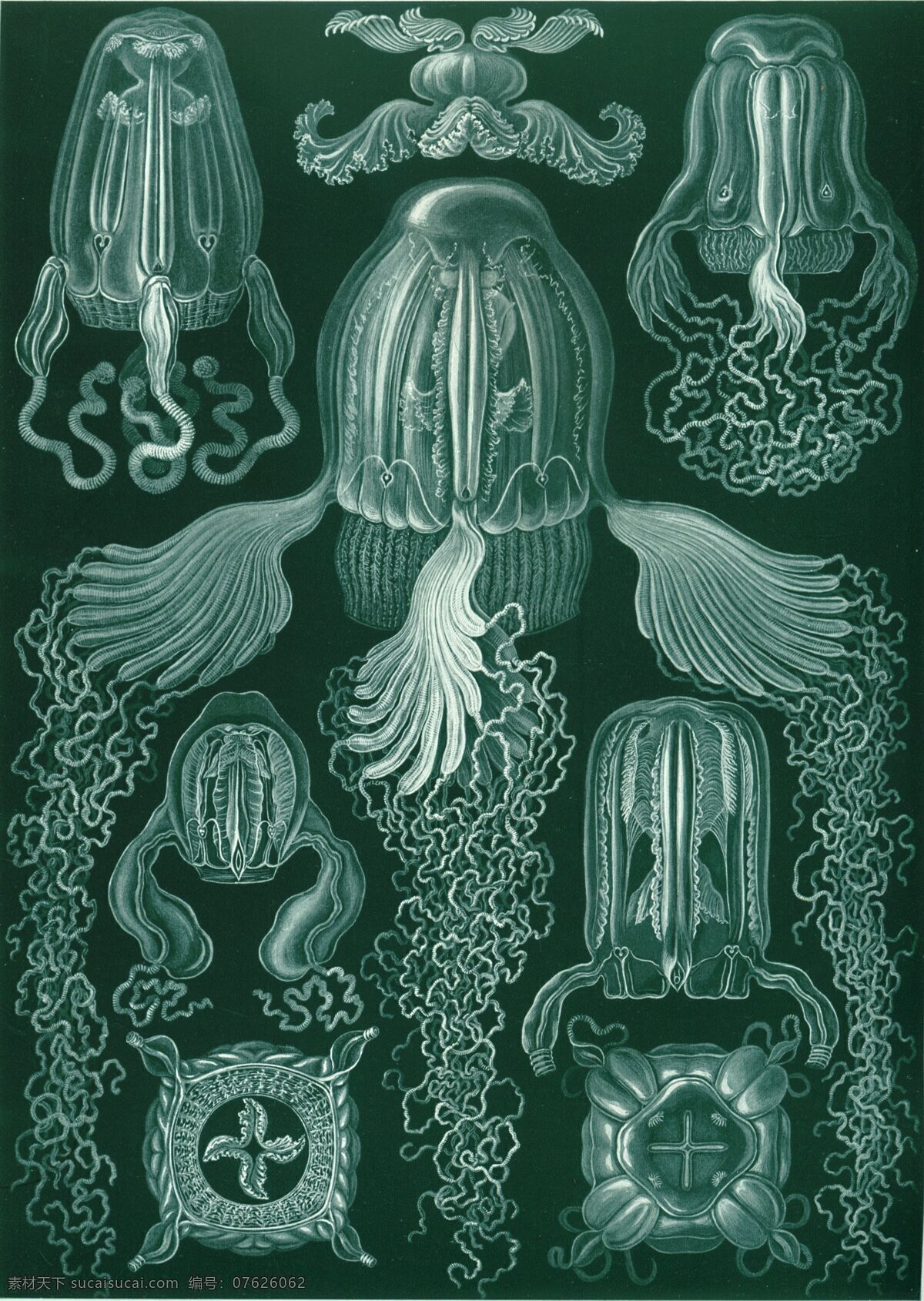 水母灵感 水母设计 海底生物 透明生物 单细胞生物 奇异生物 水母 水母图案 海洋生物 生物世界