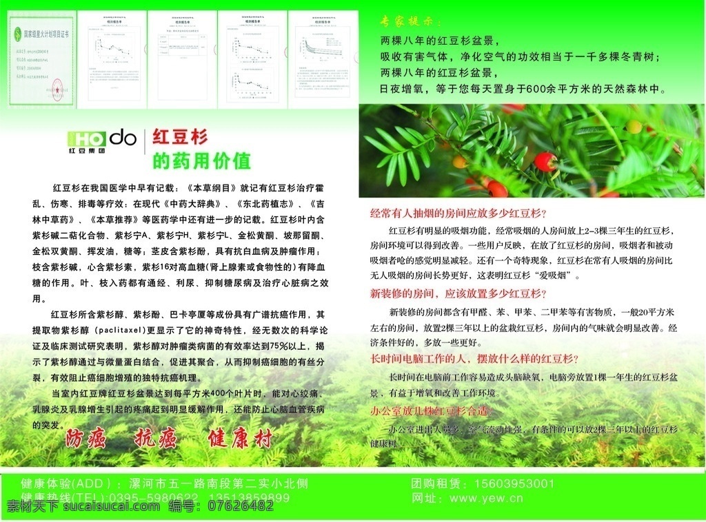 红豆杉 红豆 介绍 好处 药用价值 其他设计 矢量