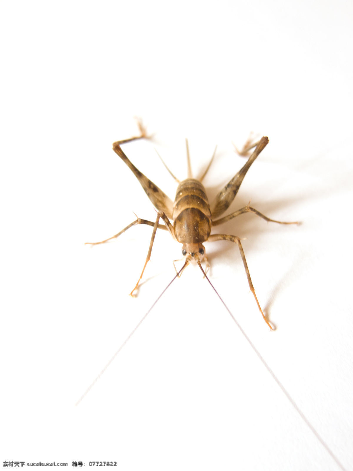 蟋蟀 动物 蝗虫 昆虫 蚂蚱 蛐蛐 生物 生物世界