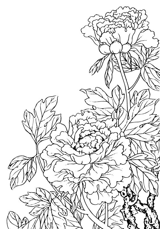 牡丹花纹 牡丹 花纹 牡丹线描 矢量牡丹 中秋素材 牡丹素材 中秋节 节日素材 矢量