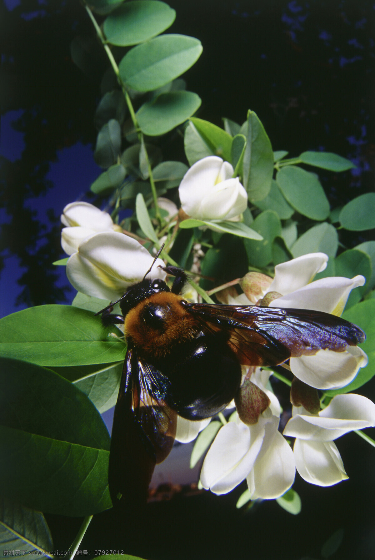正在 采 蜜 蜜蜂 小蜜蜂 采蜜 蜜蜂特写 美丽鲜花 花丛 花朵 动物世界 昆虫世界 花草树木 生态环境 生物世界 野外 自然界 自然生物 自然生态 高清图片 自然 植物 户外
