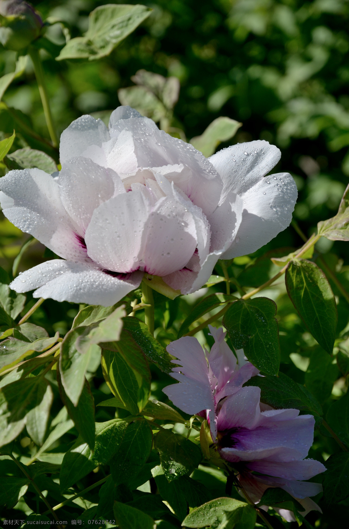 牡丹 牡丹园 公园 花卉 白色 花草 生物世界