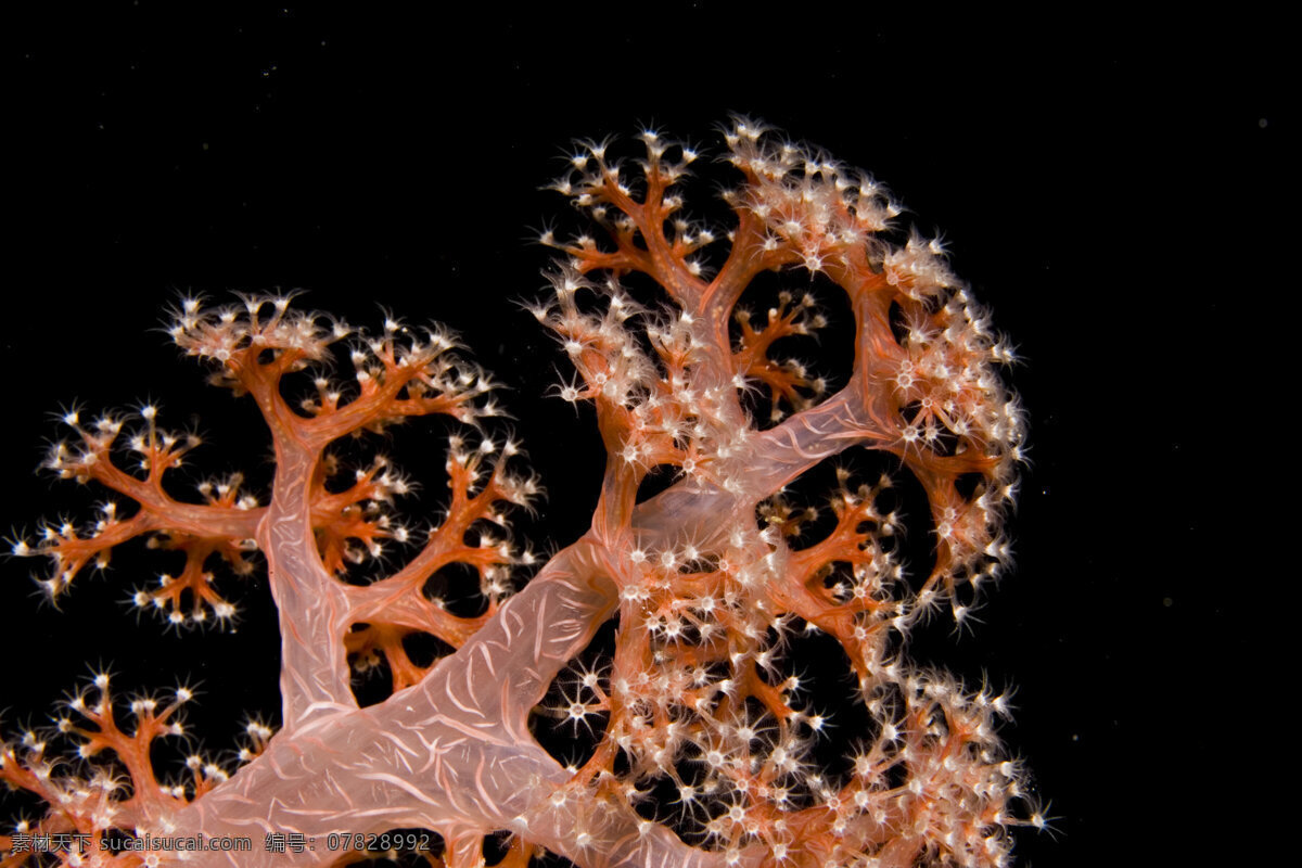 漂亮 海洋 植物 海底摄影 海底世界 海底 大海 海中生物 自然界 珊瑚 珊瑚礁 大海图片 风景图片