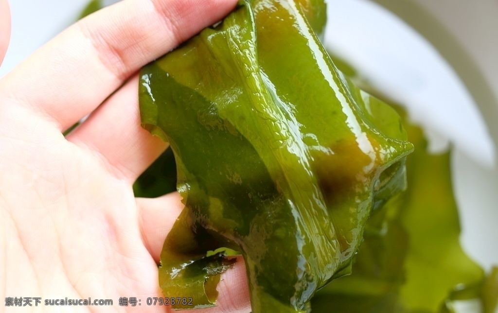 裙带菜图片 海带 蔬菜 海货 干货 水藻 生活百科 生活素材