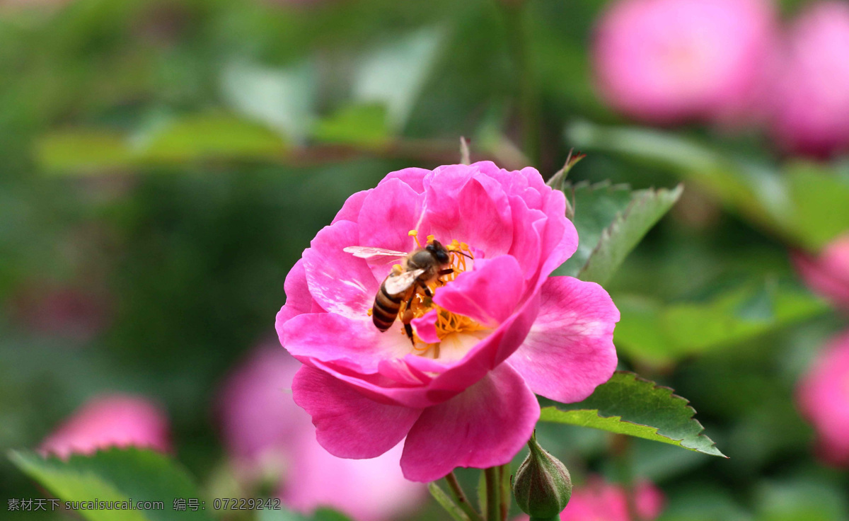 蜜蜂采花蜜 蜜蜂 红色 花朵 采蜜 花蕊 鲜艳 花瓣 月季 自然美景 生物世界 花草