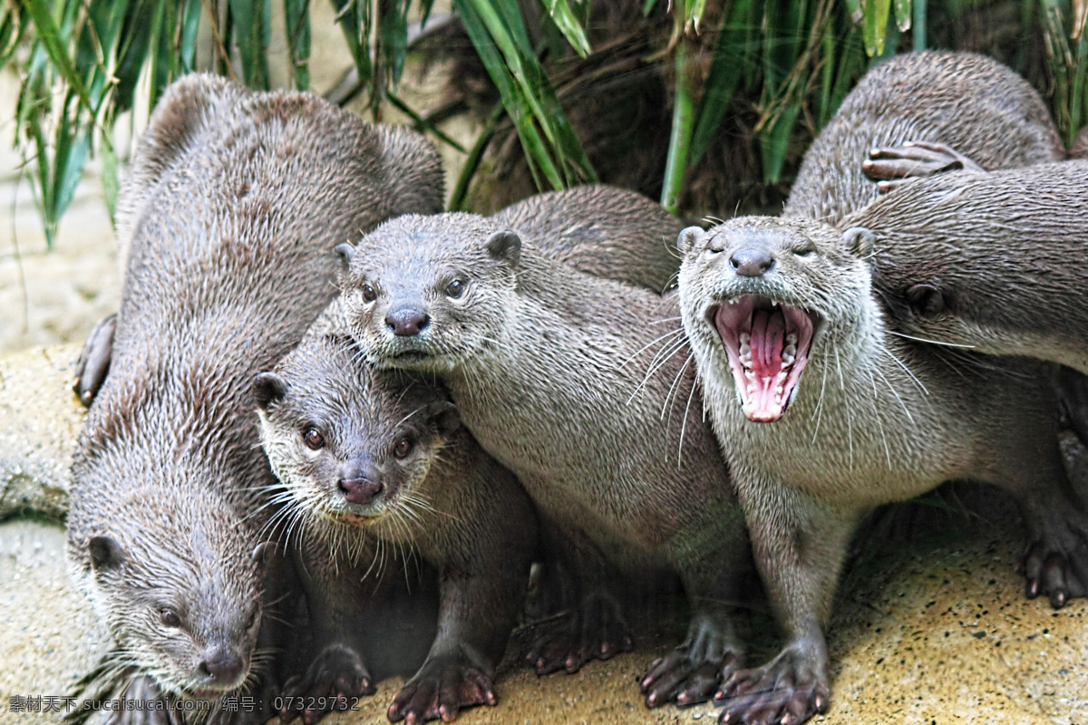 水獭 lutra 獭猫 鱼猫 水狗 水毛子 水猴 eurasian river otter