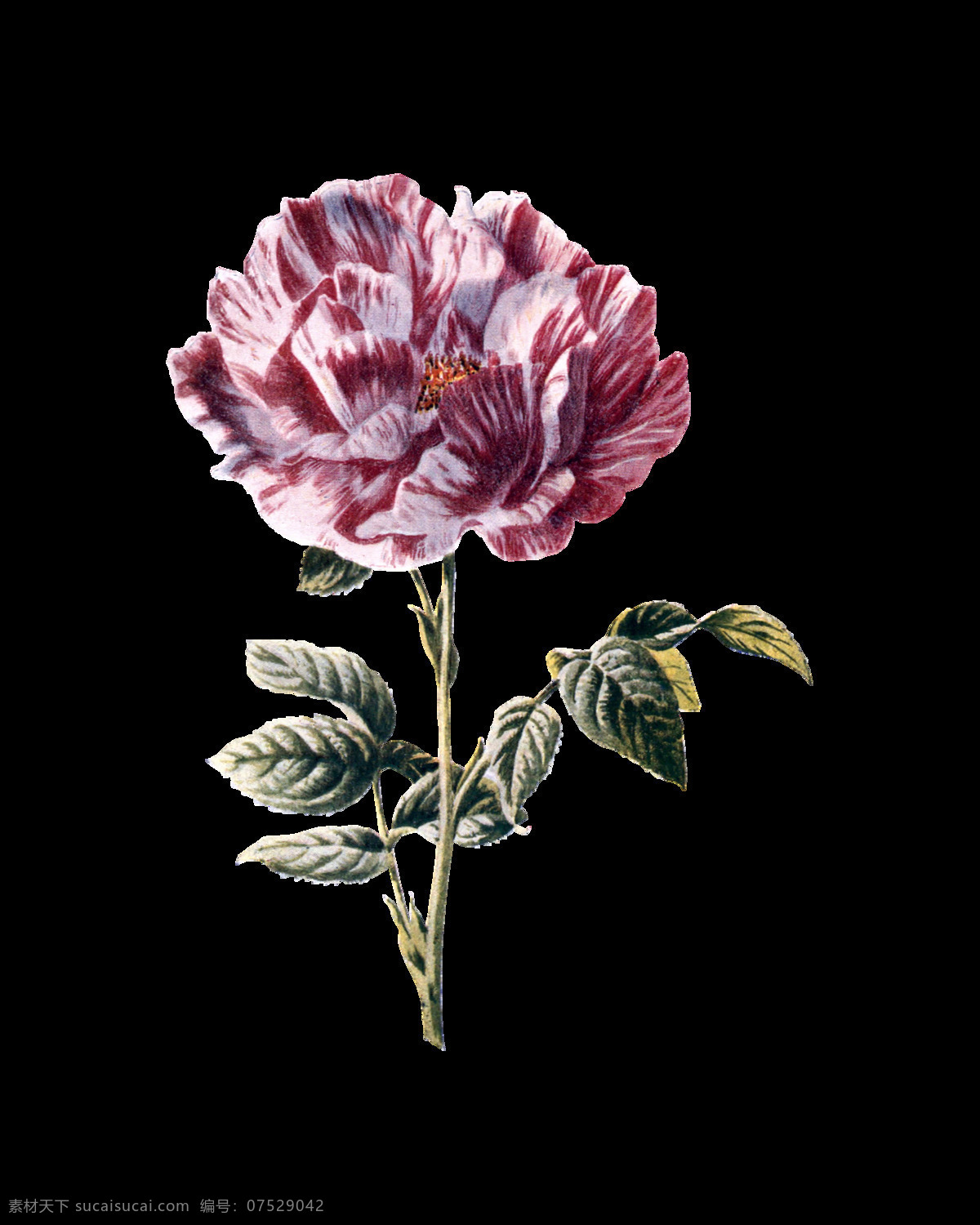 红色 盛开 花朵 实物 元素 春季花朵素材 花草 花朵素材矢量 矢量花朵素材 矢量鲜花花朵 矢量鲜花素材 鲜花 鲜花素材 绽放
