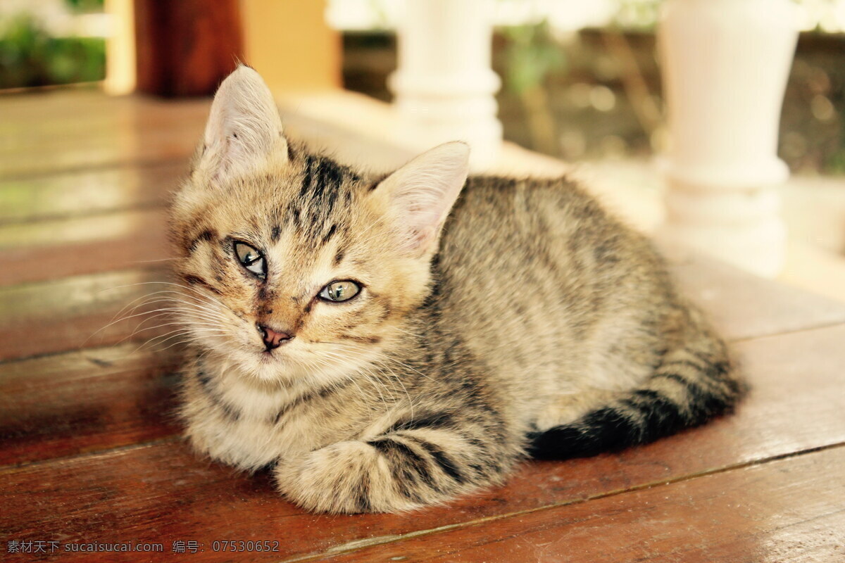 小猫 萌宠 小猫咪 家猫 家宠 宠物猫