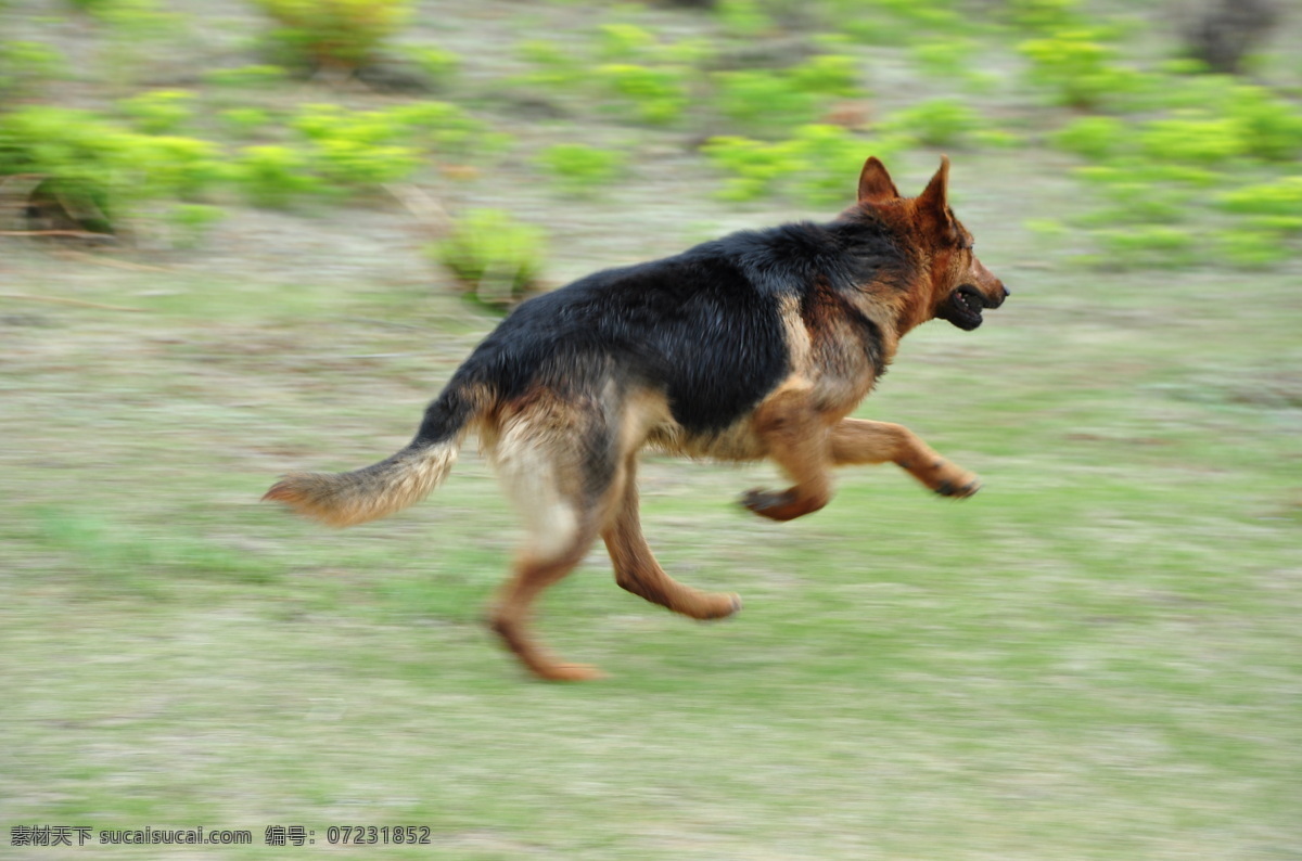 草原 上 奔跑 狼狗 照片 黑背 狗狗 犬类 香格里拉 生物世界 家禽家畜