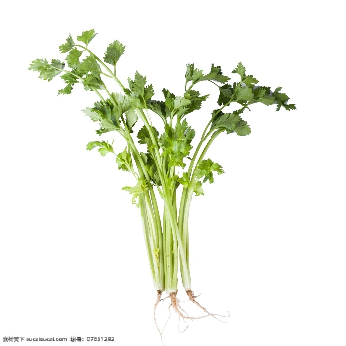 绿色 真实 香菜 食物 元素 叶子 蔬菜 美食 味道 吃的 光泽 生根 层次 弯曲