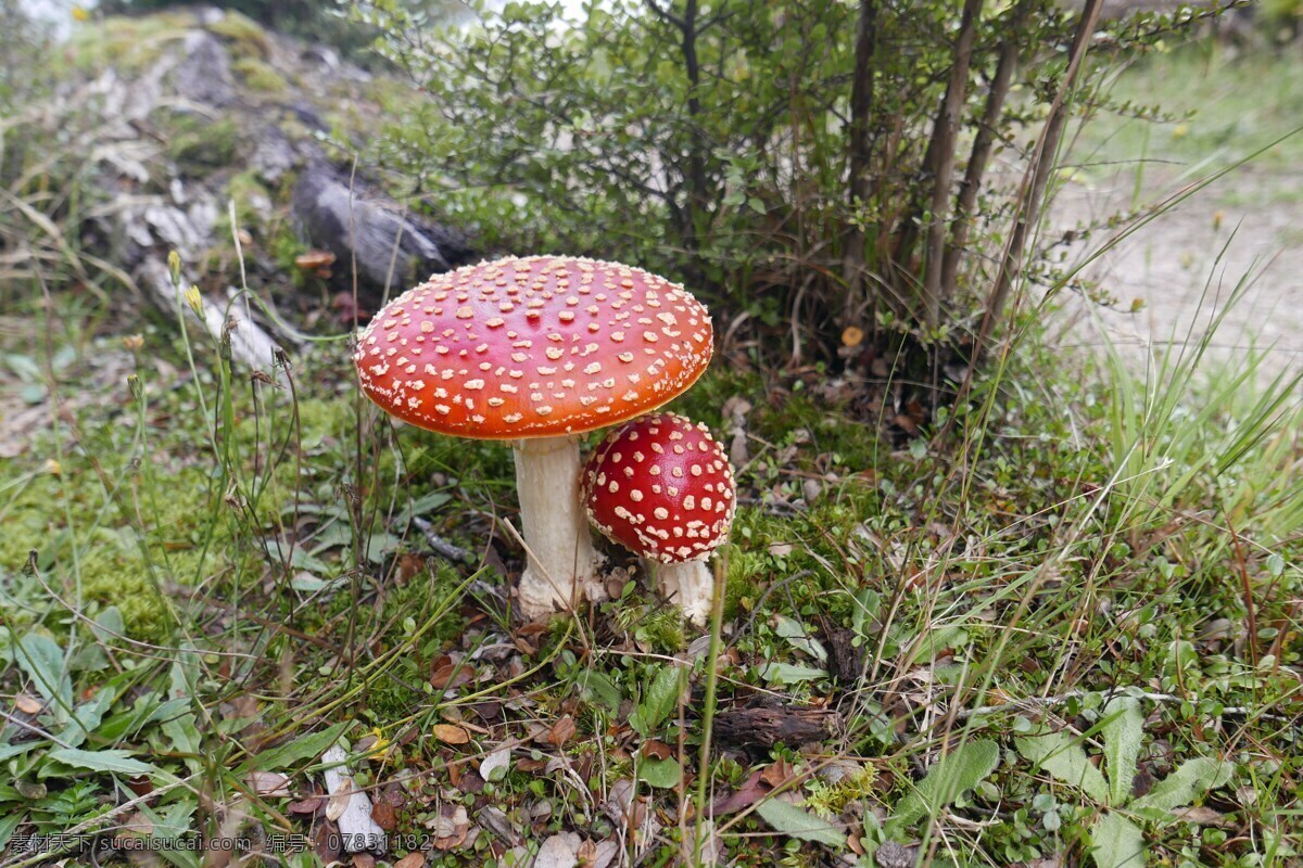 有毒的红蘑菇 毒蘑菇 红蘑菇 蘑菇 真菌 菌类 花草植物树木 生物世界 花草