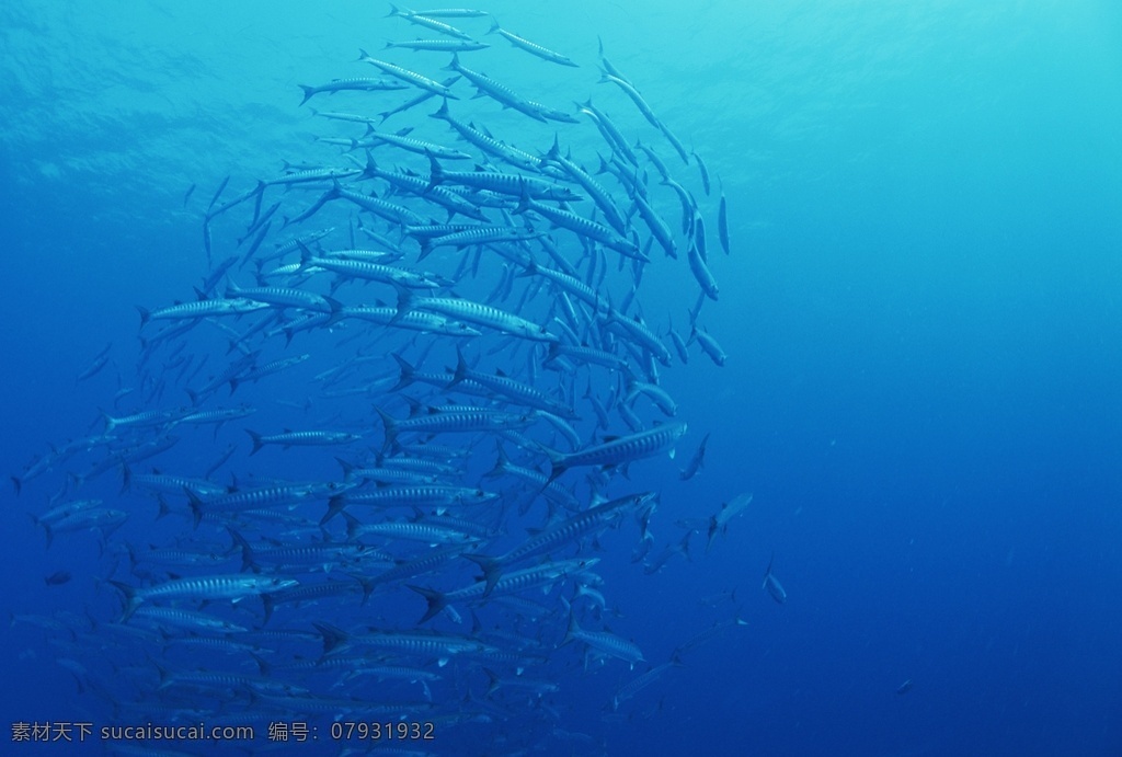 海底 鱼群 海底的鱼群 海底世界 热带鱼 深邃的大海 大洋深处 大洋 大海 群鱼 水下世界 游弋的鱼群 生物世界 鱼类