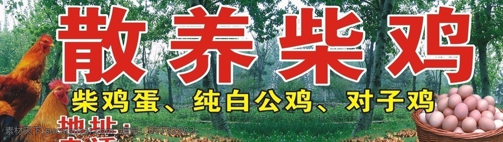 散养柴鸡 鸡蛋 柴鸡 树林 公鸡 对子鸡 纯白公鸡 喷绘