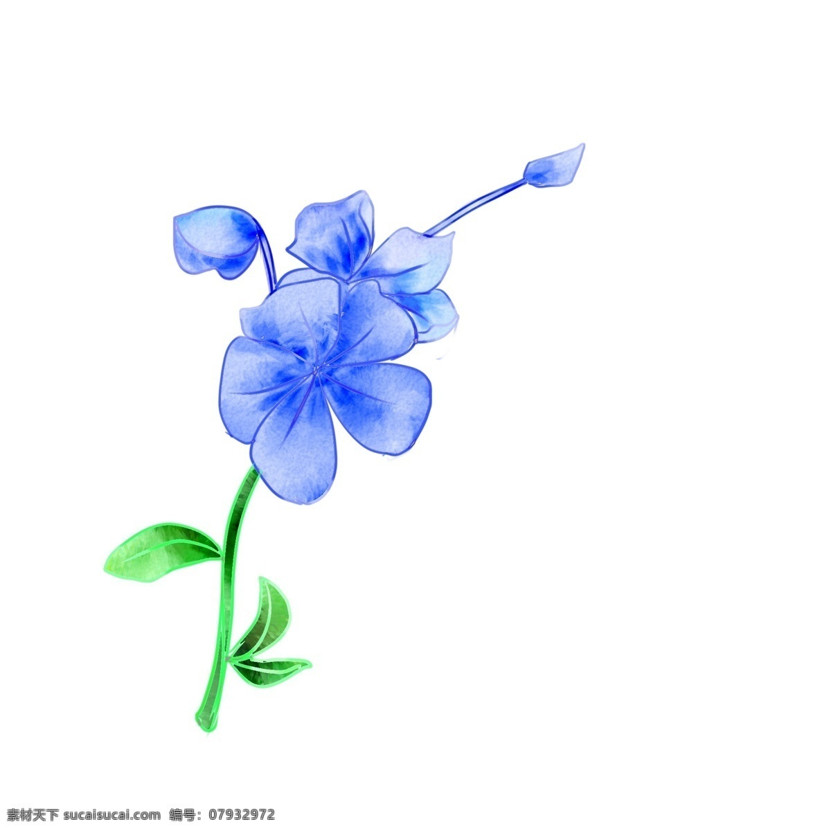 手绘 水彩 蓝色 蝴蝶花 插画 手绘花卉 水彩花卉 蓝色蝴蝶花 清新花卉花朵 绿植花卉 唯美花卉 卡通花枝花朵