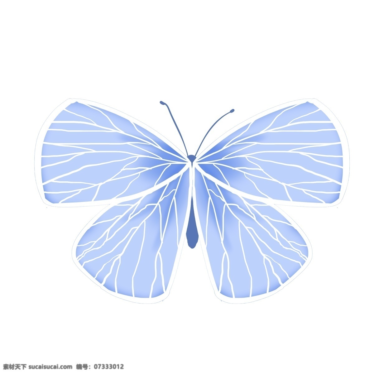 动物 昆虫 蝴蝶 浅蓝色 蓝色 梦幻 标本