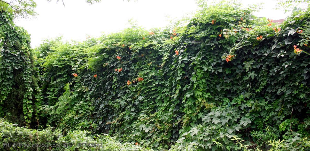 爬山虎 叶子 绿叶 藤蔓植物 墙体 绿意盎然 生物世界 花草 树木树叶 摄影图库