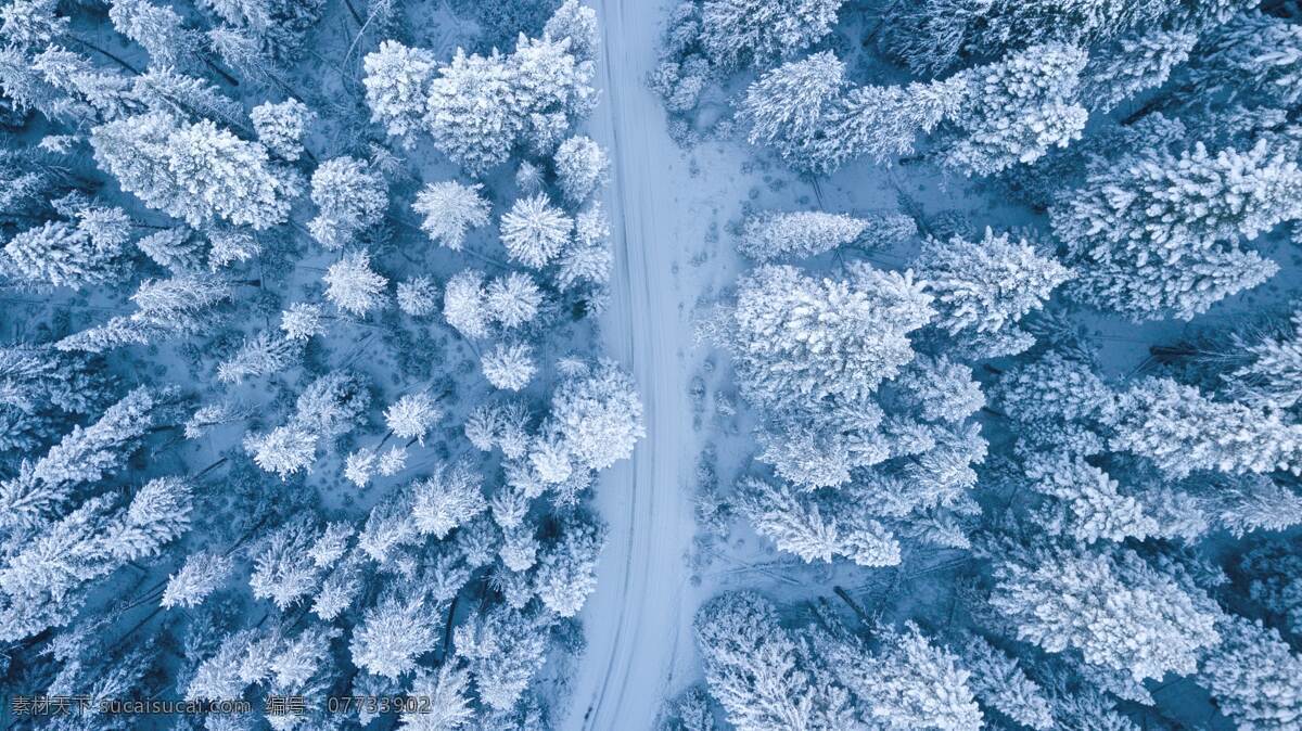 雪林 雪 森林 自然 自然景观 山水风景 摄影图库 俯视 旅行风景摄影 自然风景