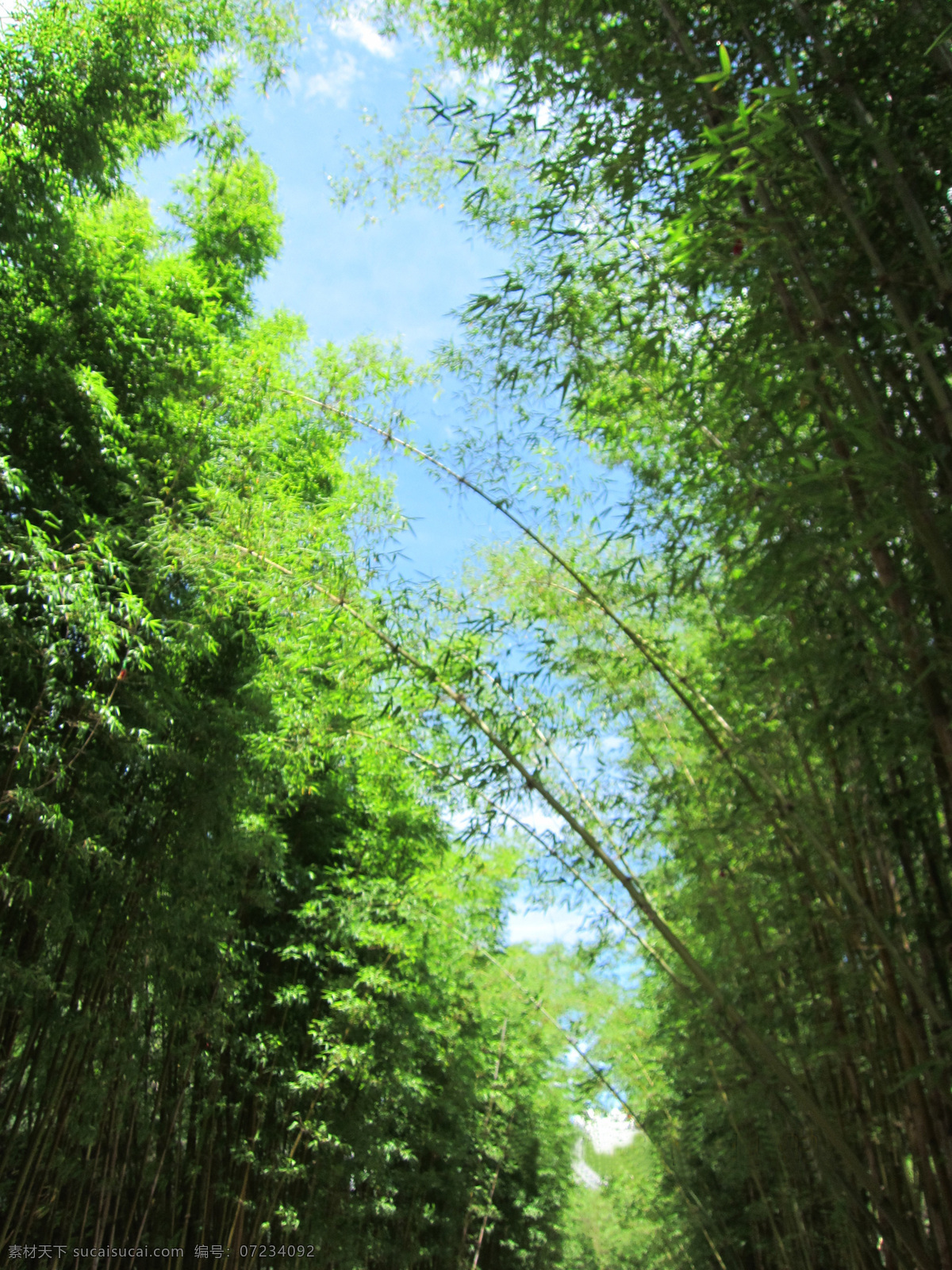 绿竹 绿色植物 生物世界 树木树叶 竹林 竹子 细竹 矢量图 日常生活