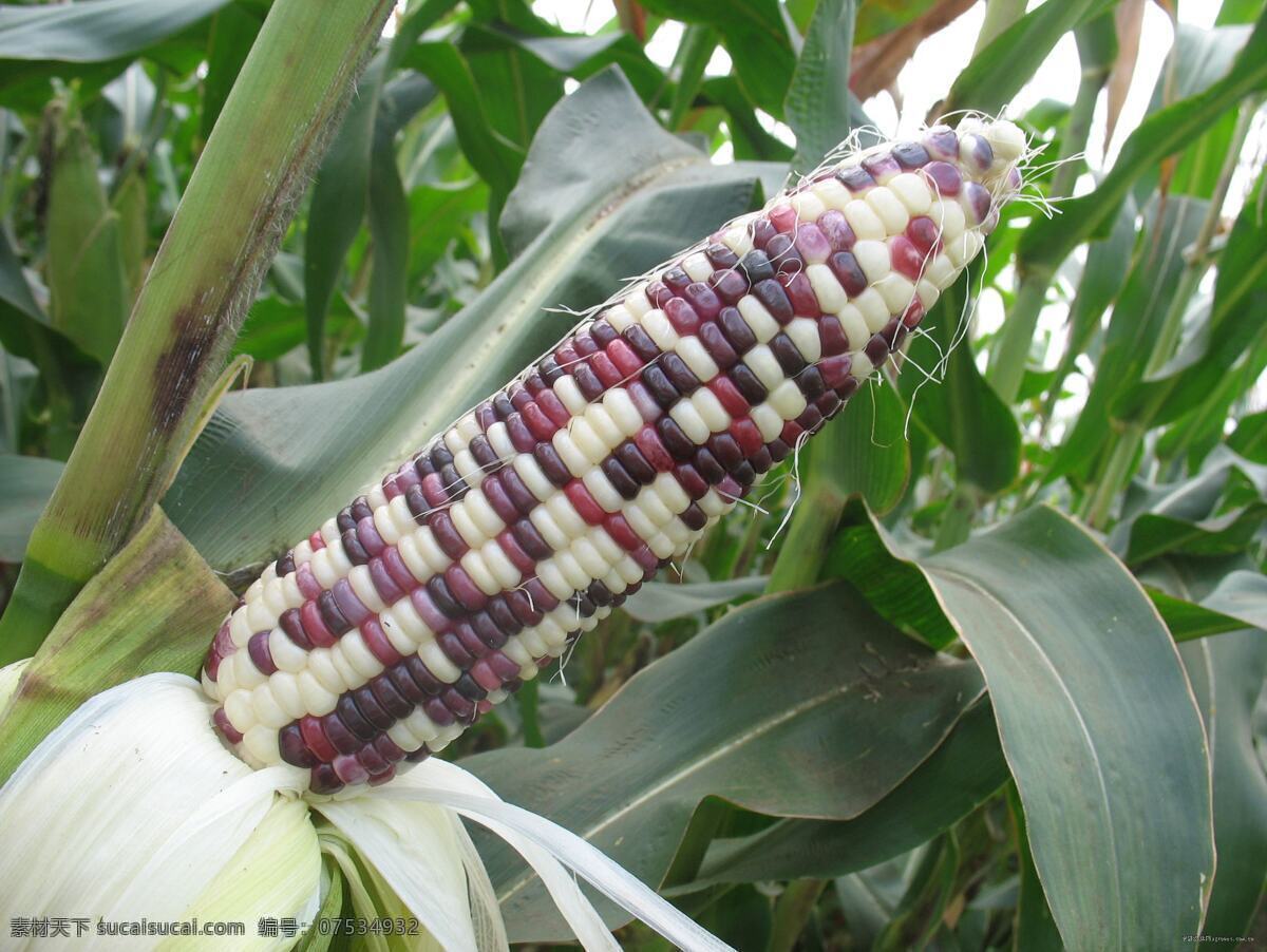 彩色玉米 玉米 杂粮 多种玉米 各种颜色玉米 变异玉米 生物世界 田园风光 自然景观