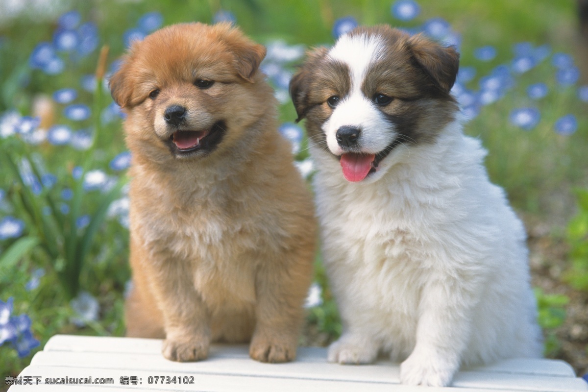 两 只 小狗 犬 狗图片 宠物狗 名贵犬种 宠物狗图片 可爱 小狗图片 宠物 小动物 水中生物 生物世界