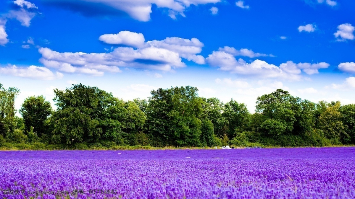 紫色花场 香衣草 蓝天 白云 风光 风景 自然风景 自然景观