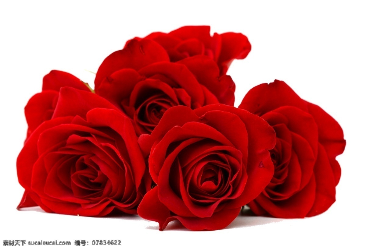 玫瑰 红玫瑰 黄玫瑰 花 植物 美丽 妖艳 装饰 饰品 矢量玫瑰花 玫瑰花插画 玫瑰花图标 玫瑰花素材 玫瑰素材