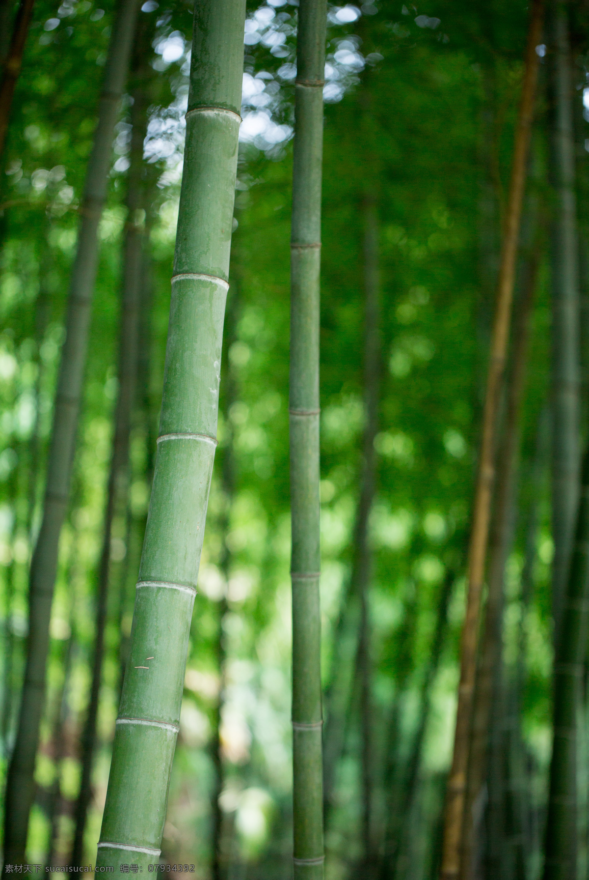 竹子图片 竹子 竹林 竹 君子 节节高 竹海 毛竹 竹叶 梅兰竹菊 自然景观 自然风景
