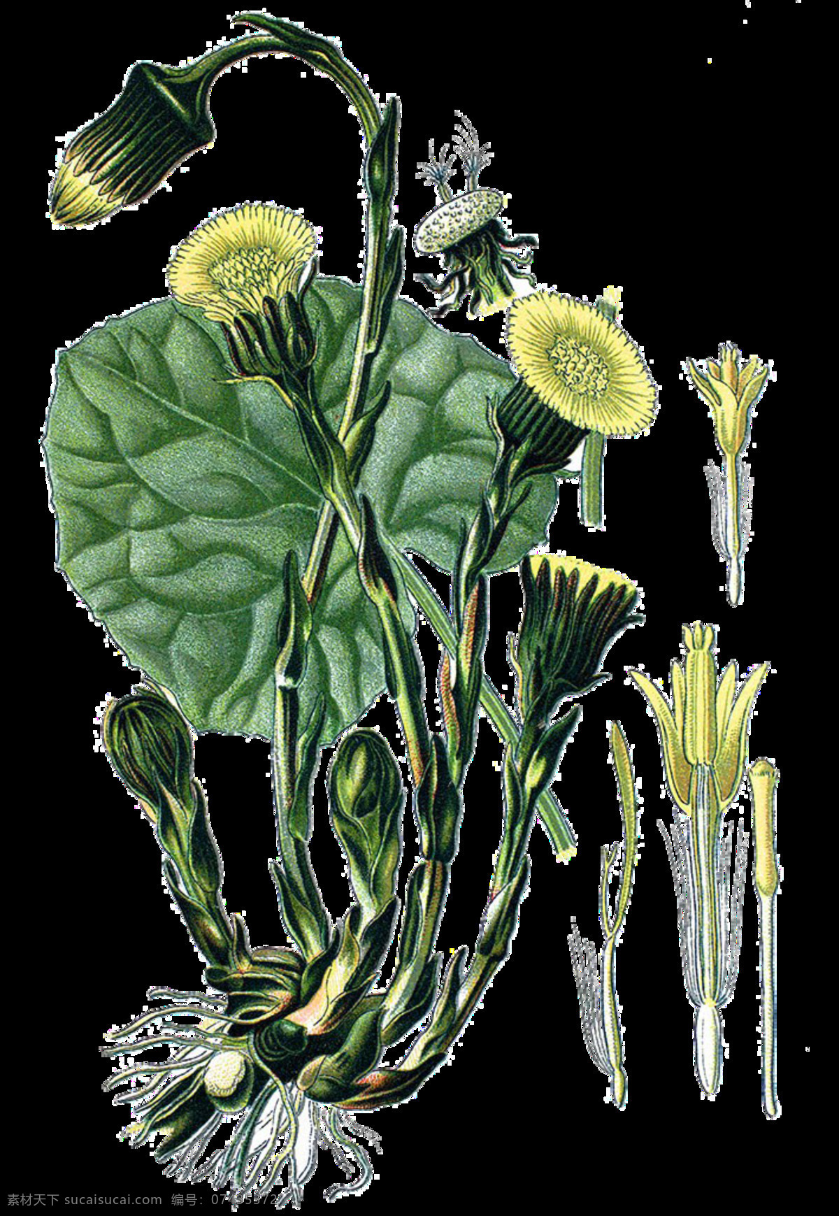 含苞待放 手绘 菊花 装饰 元素 花瓣 花朵 植物 装饰元素