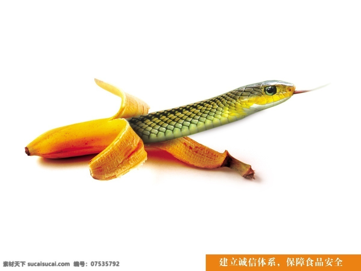 食品安全 蛇 篇目 食品 安全 甘肃 首届 广告节 获奖作品 香蕉 分层 源文件